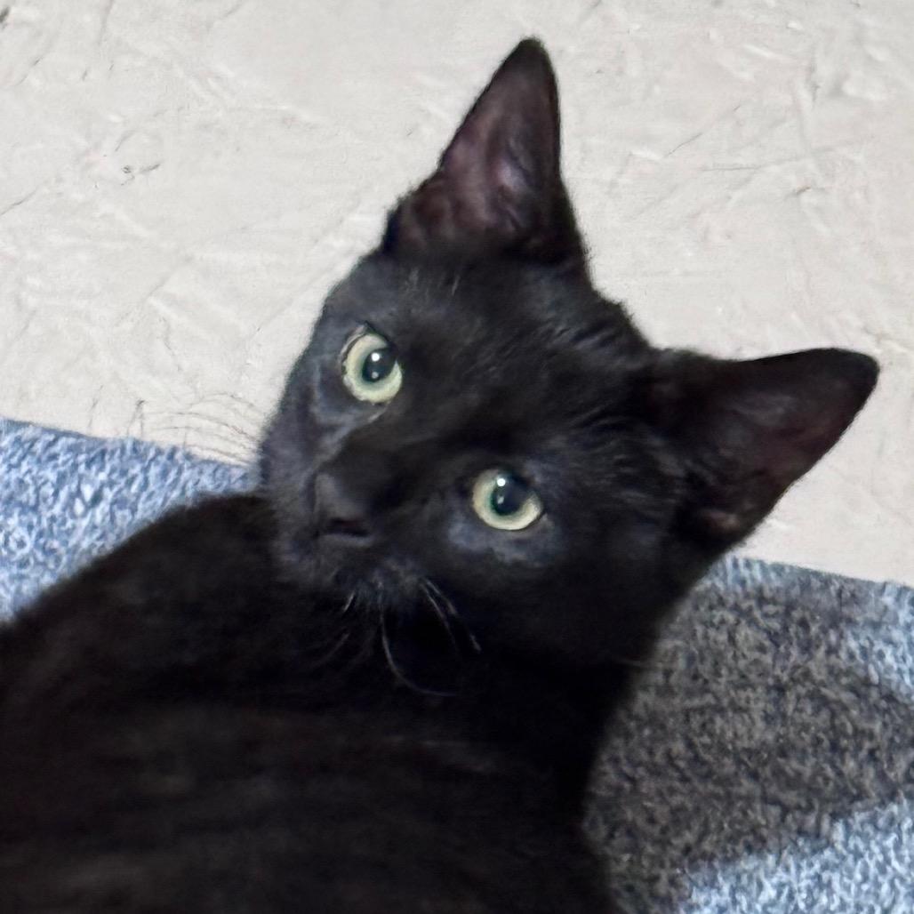 Blackberry (aka Berry) Bonded with Boise