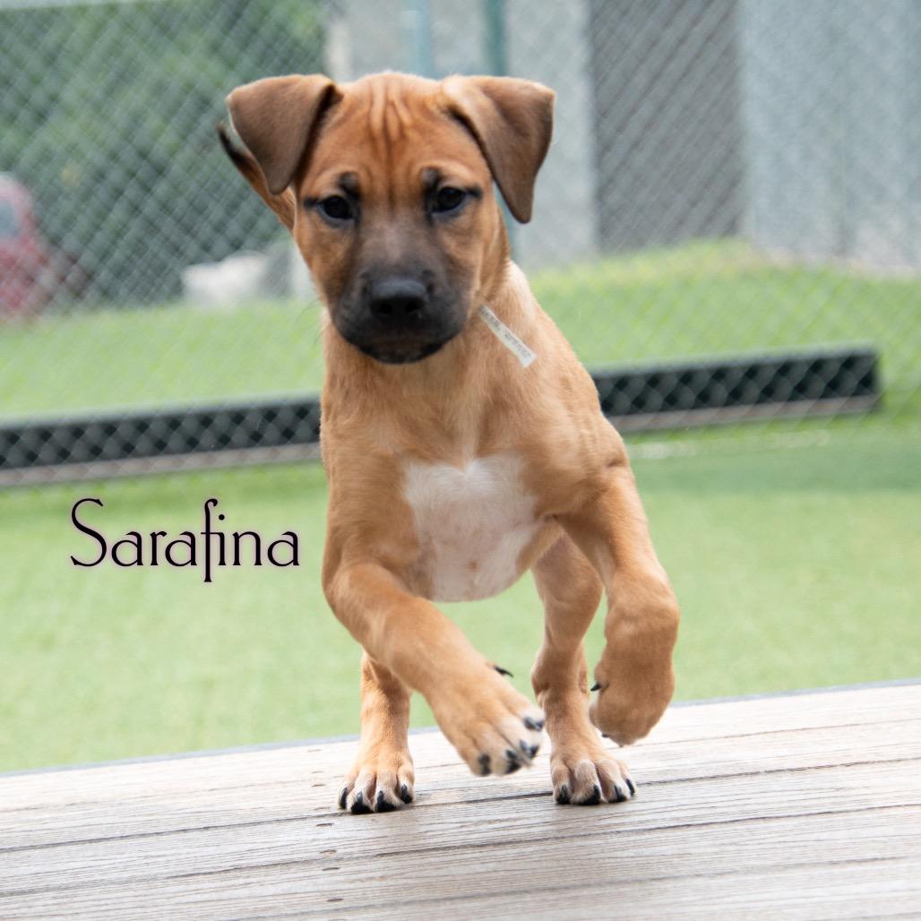 Sarafina