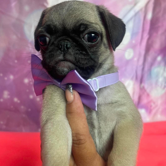 Violet