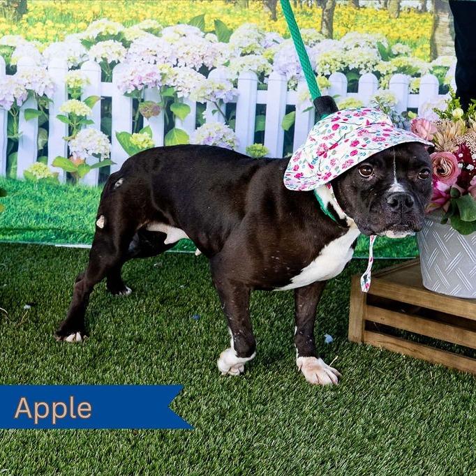 Apple