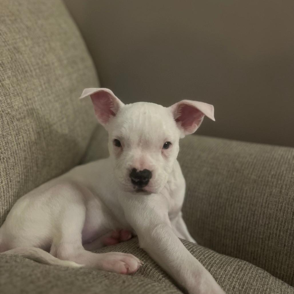piglet
