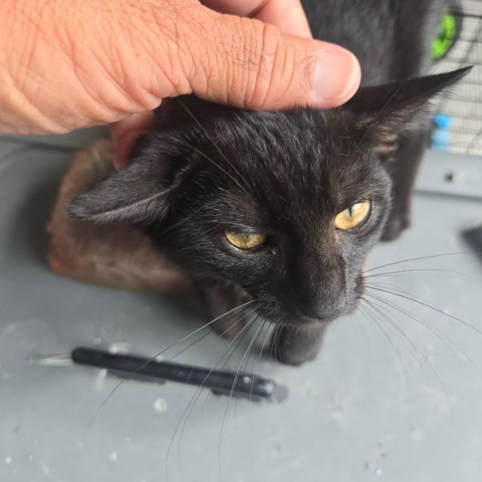 Blackie 