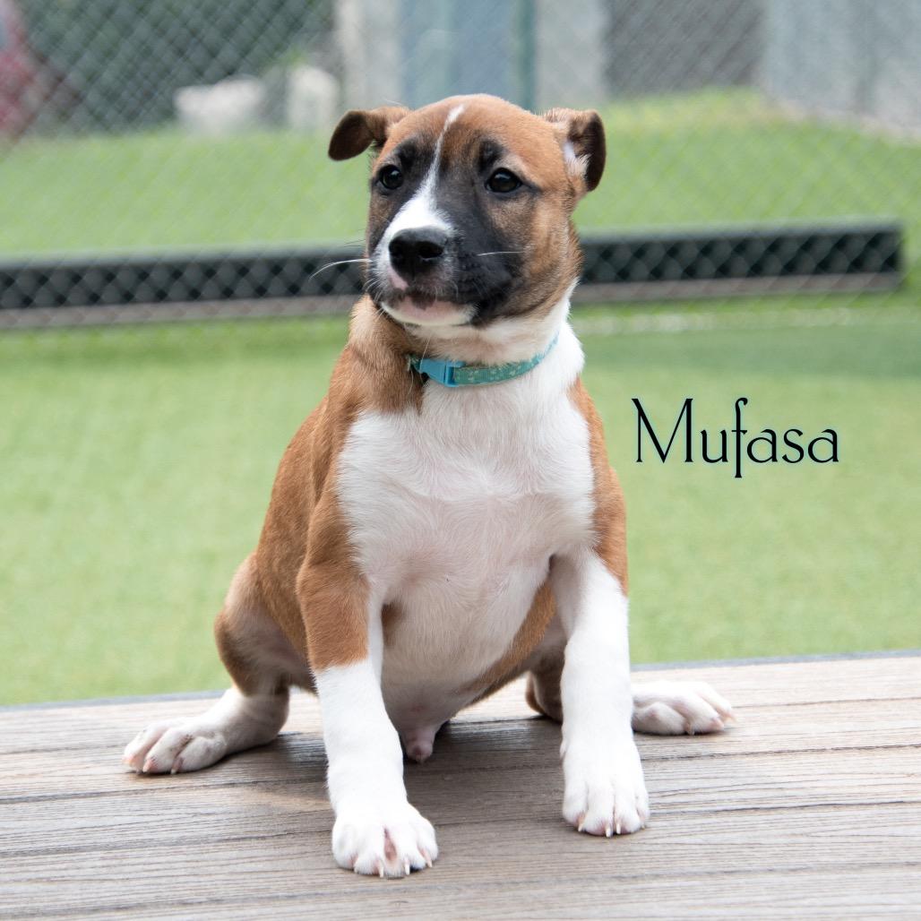 Mufasa