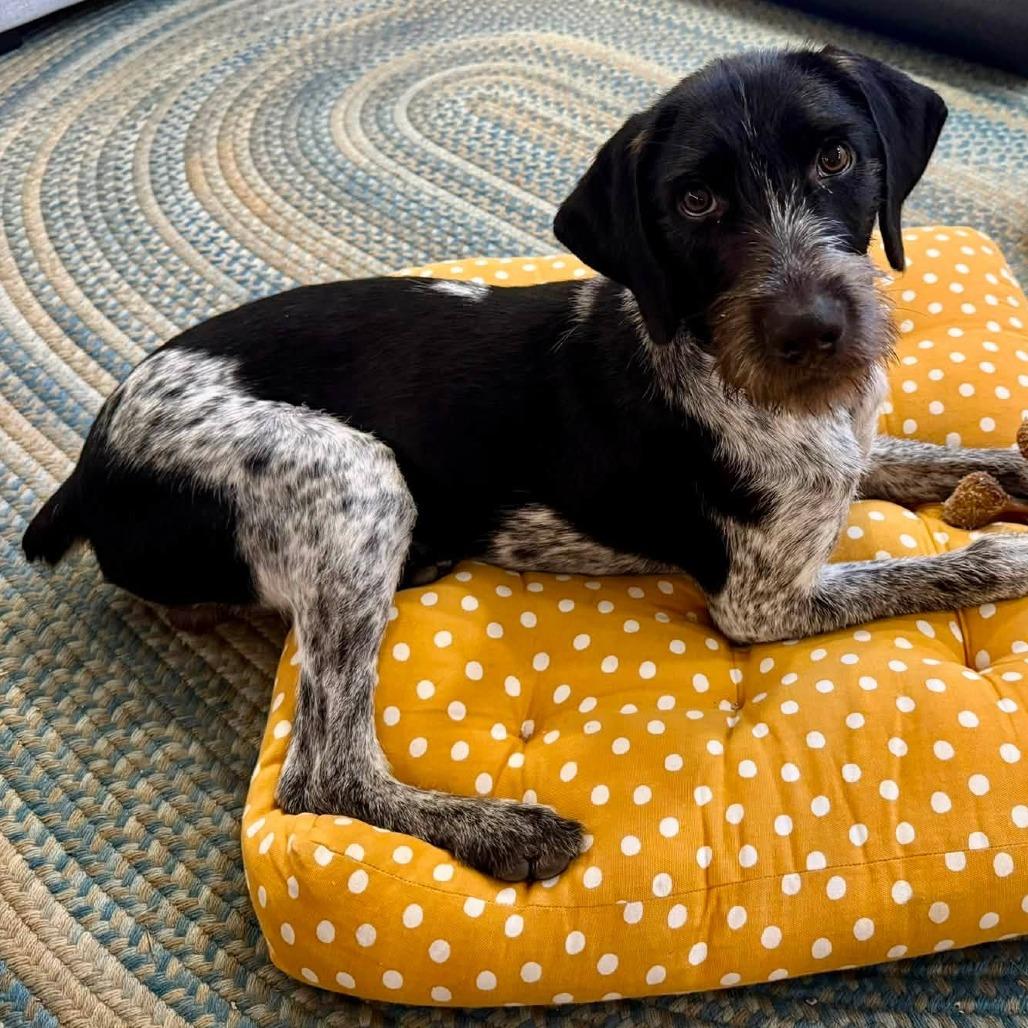 Scout (Chapel Hill, Tennessee)