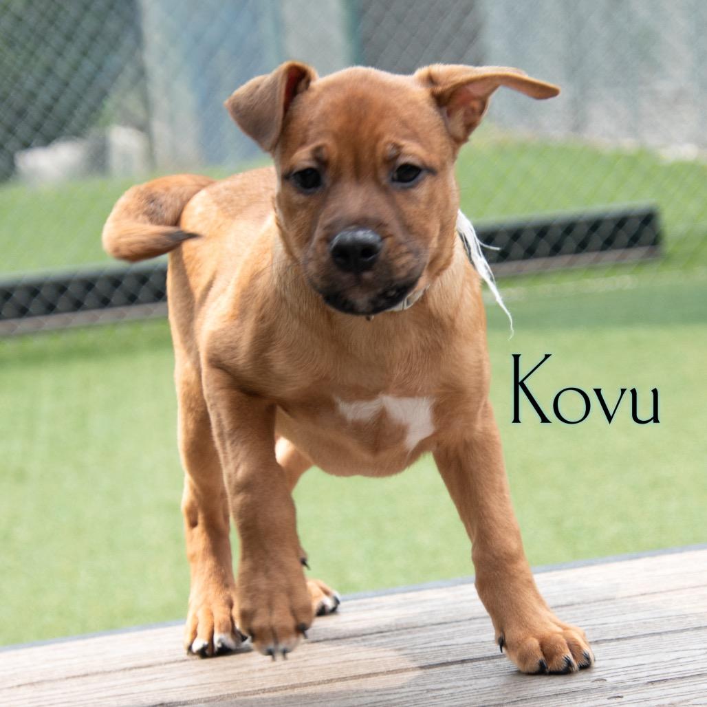 Kovu
