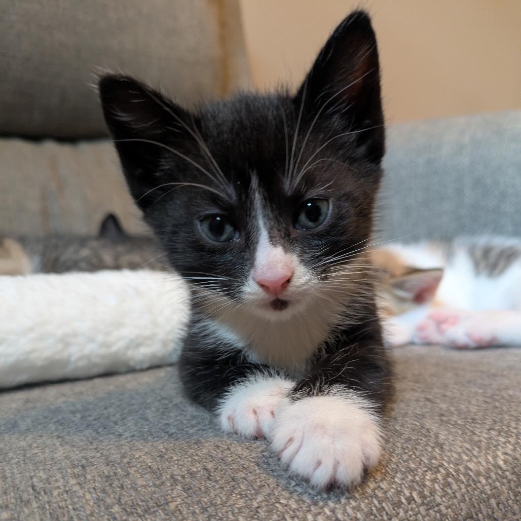 Peanut