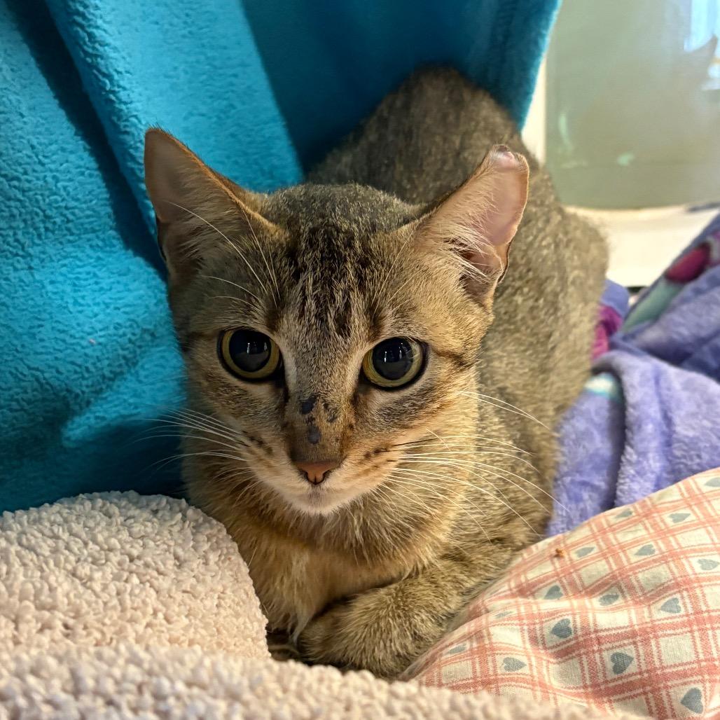 Kitty Sue