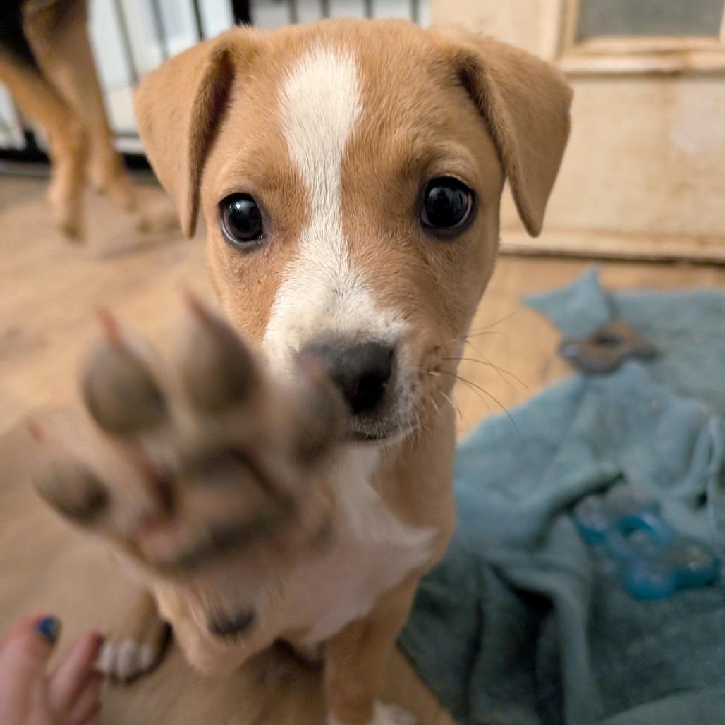 Penny