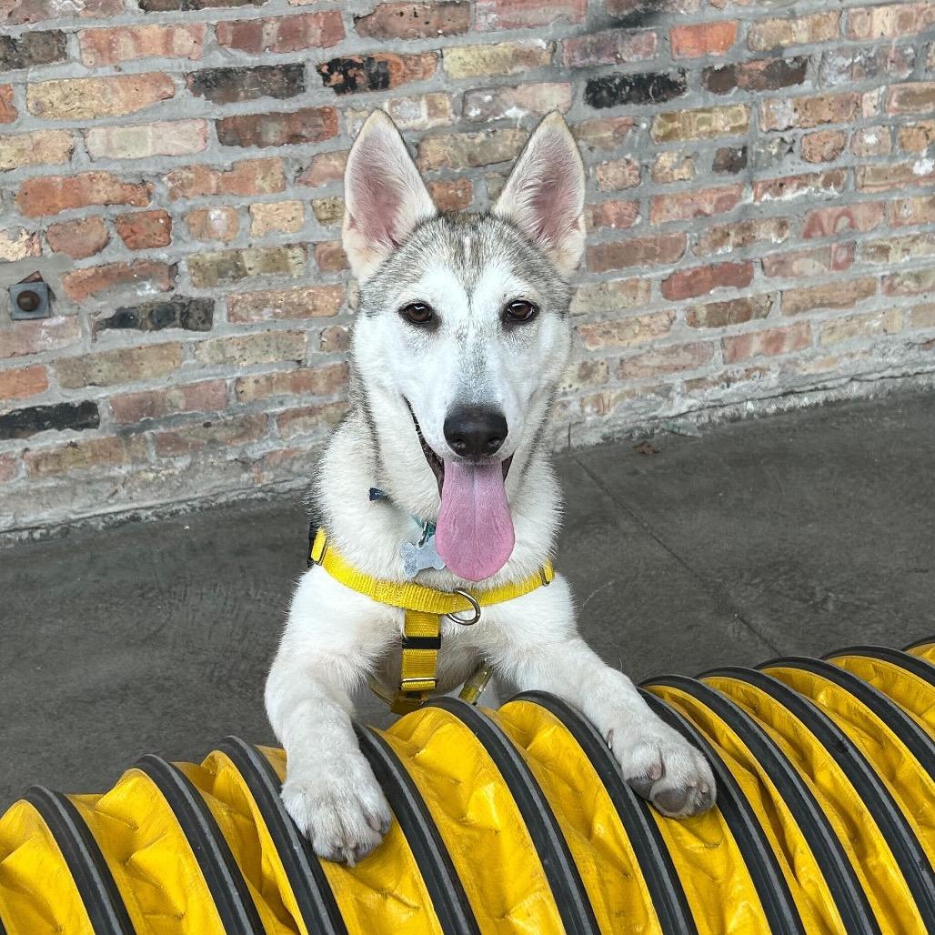 Tundra