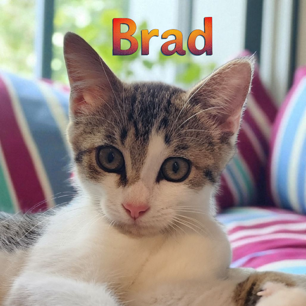 Brad