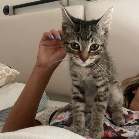 Simba