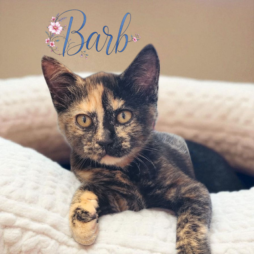 Barb