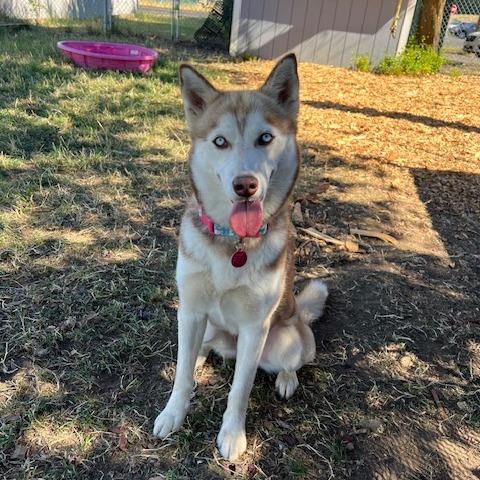 Aspen