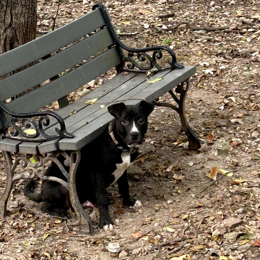 Hot Dog