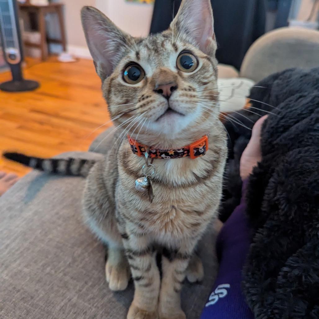 Wicket