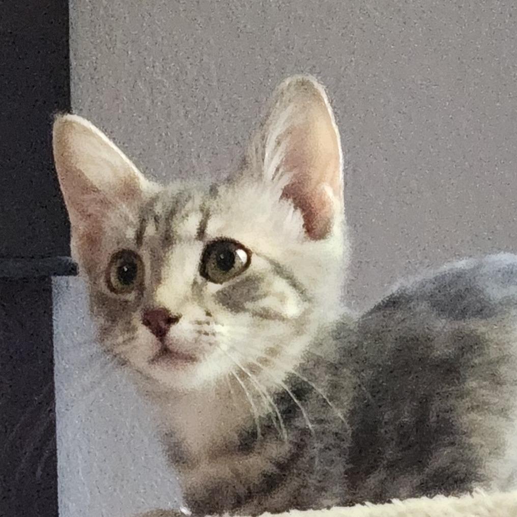 Olive 