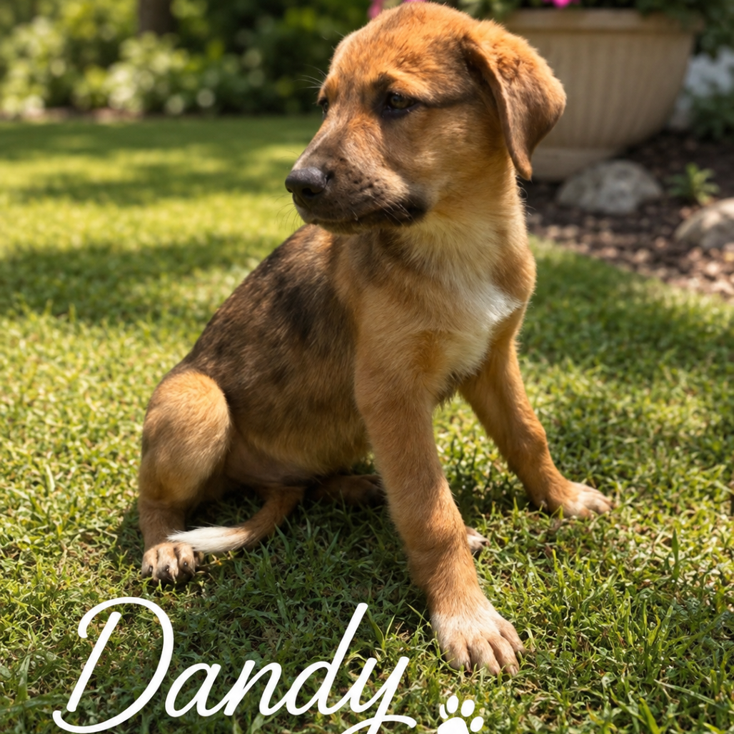 Dandy