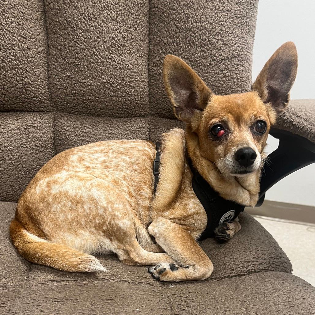 Peanut