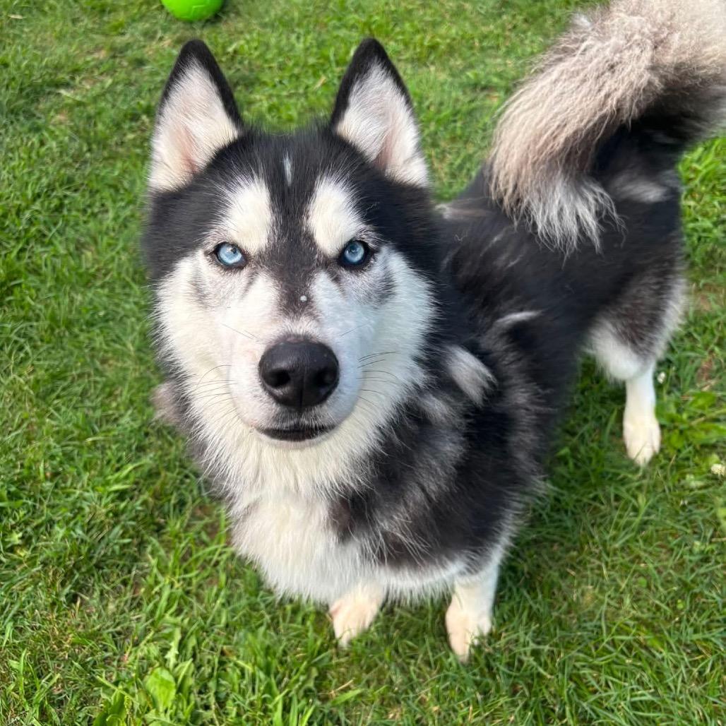 Wolfie
