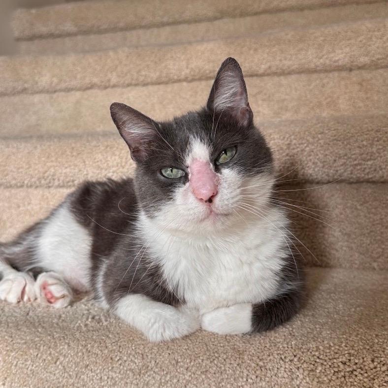 Mimi