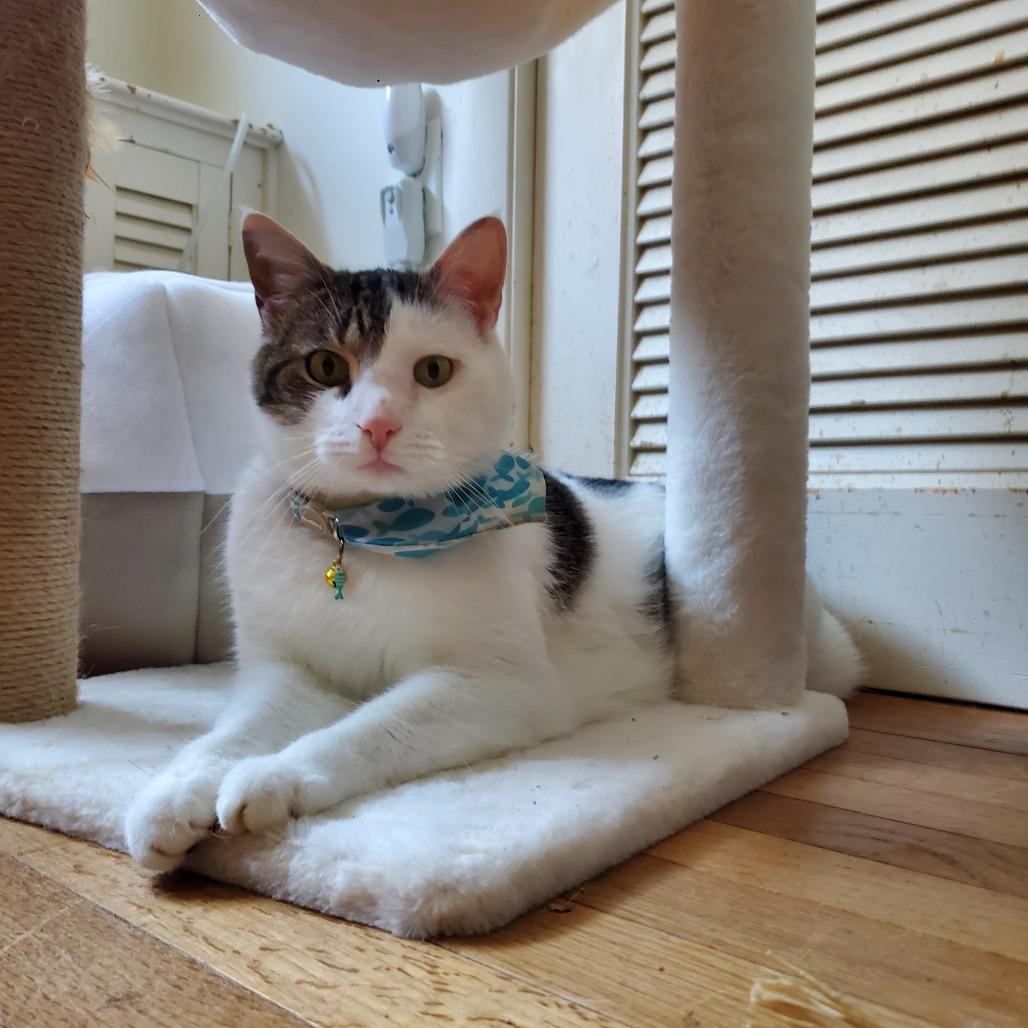 Louis - IN FOSTER