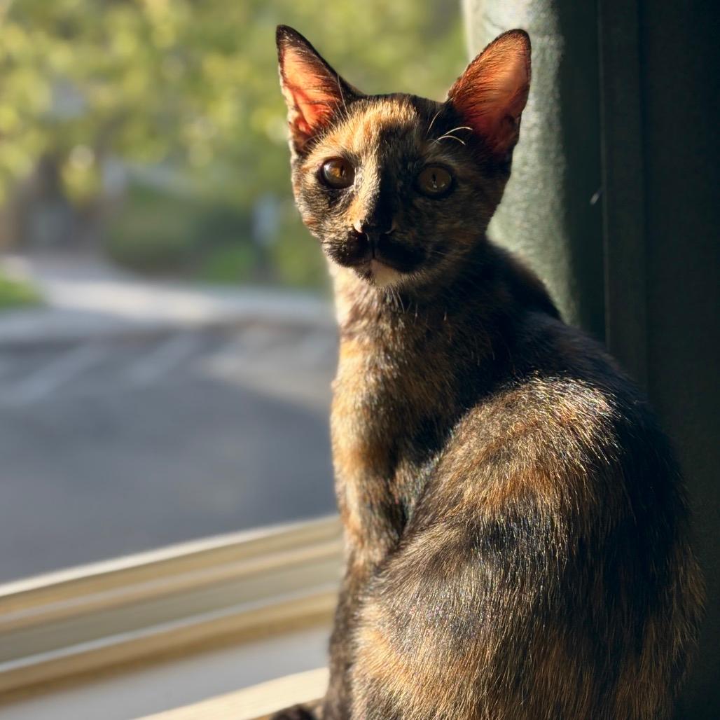 Toffee