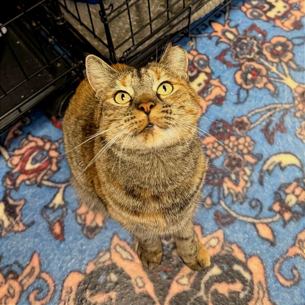 Bindi