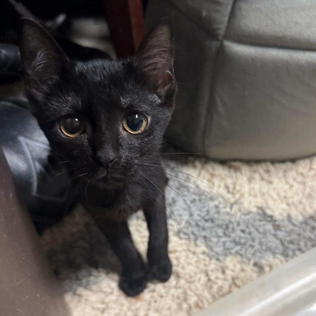 Phoebe