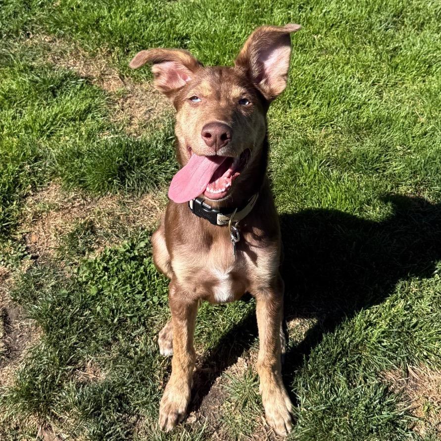 Canelo