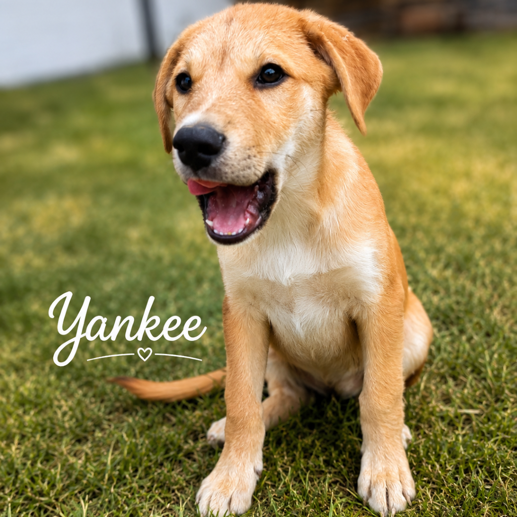 Yankee