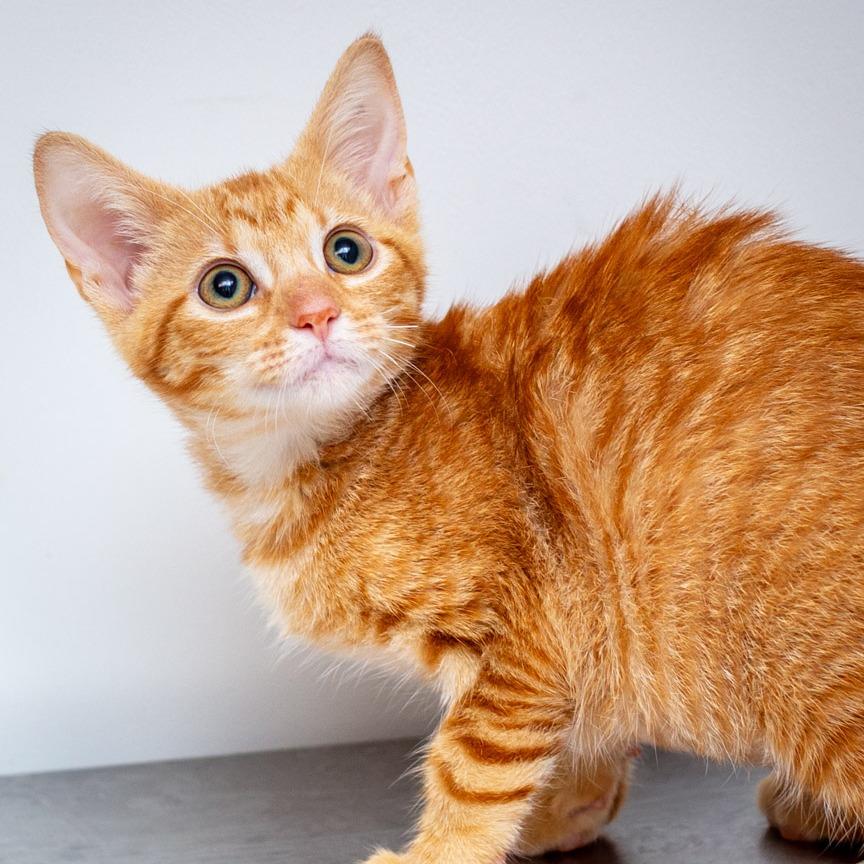 Pawdrey