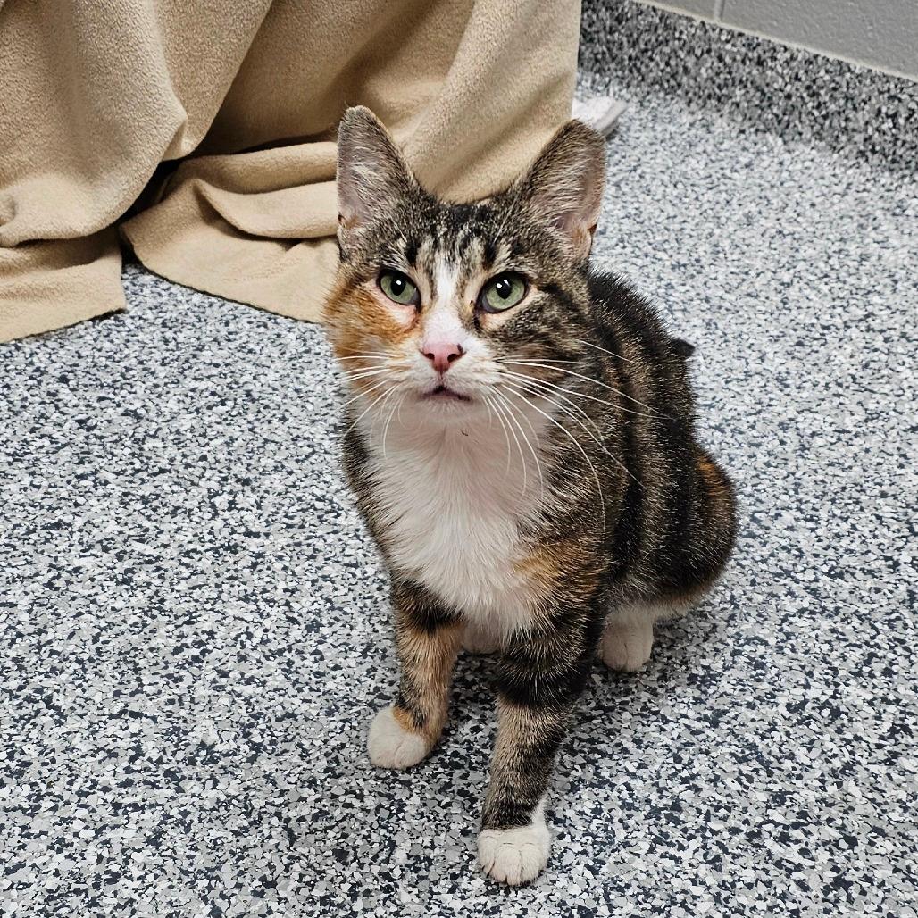 Isla