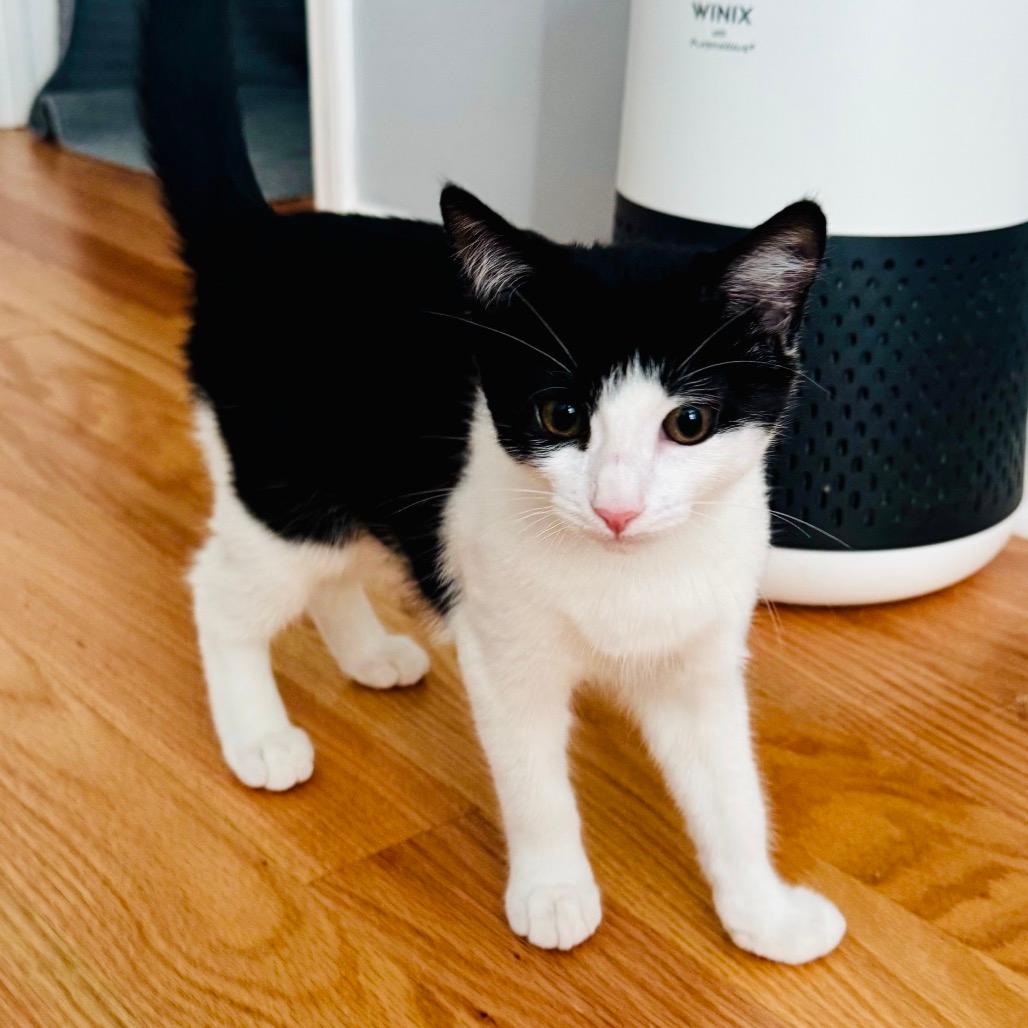 Nea(politin) (Church Ln Kitten 4)