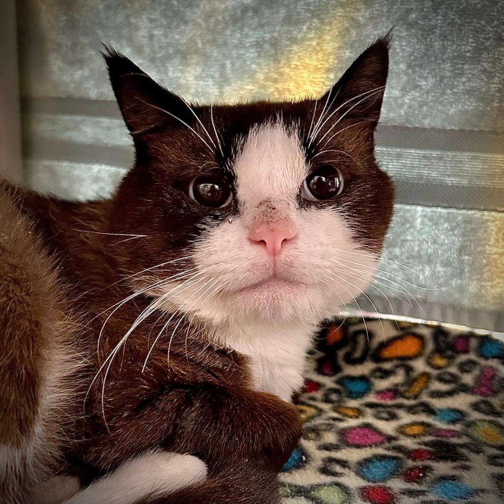 Elvis Purrsley