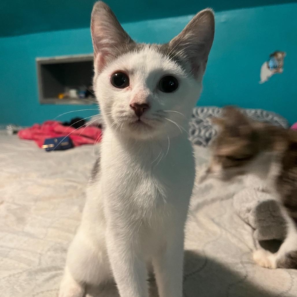 Bella