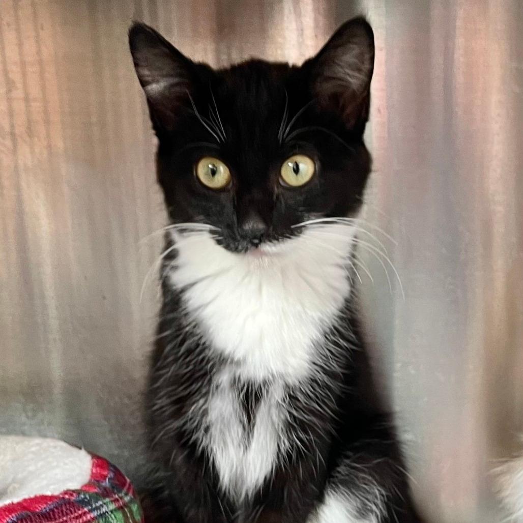 Domino 