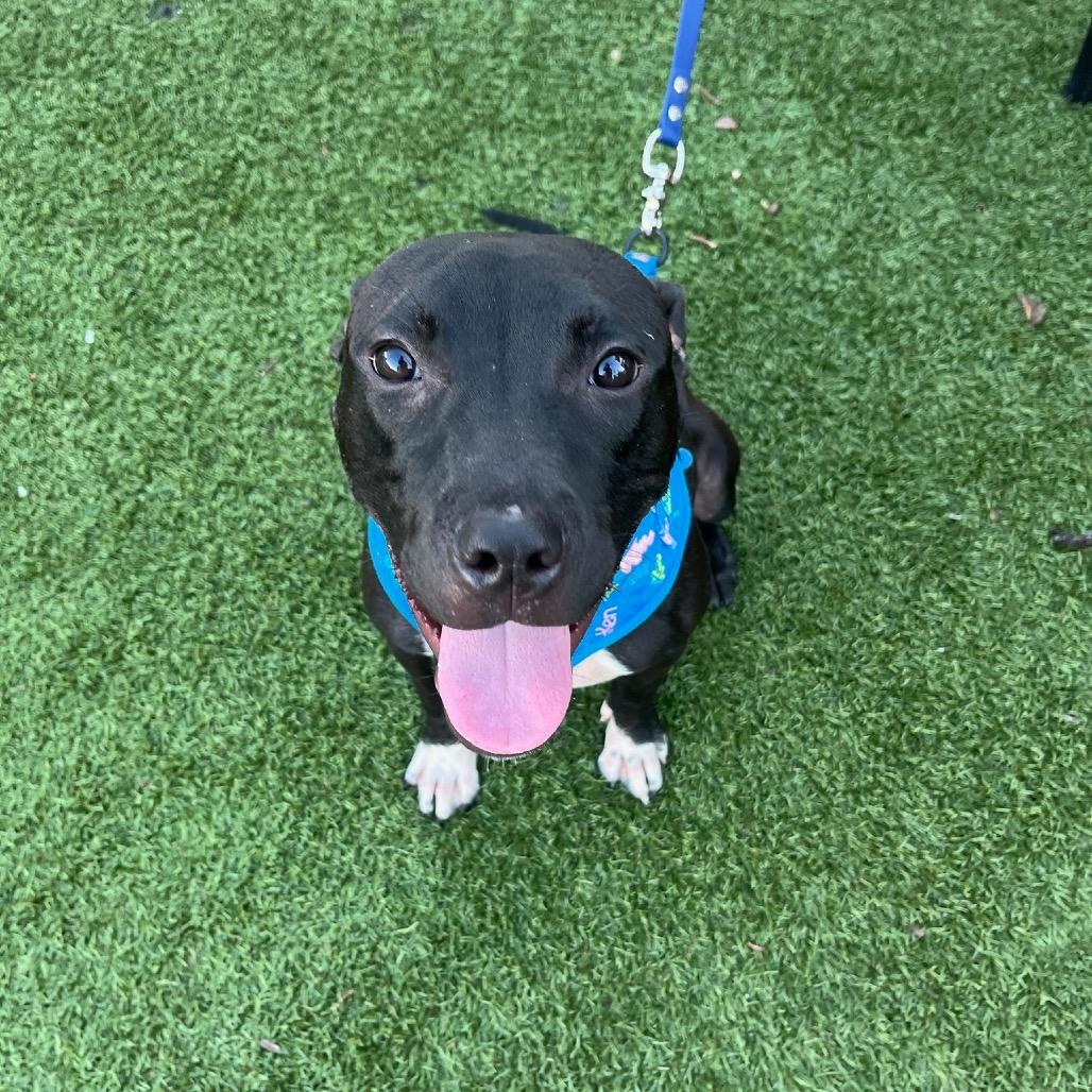 Daphne (Adoption Fee-SPONSORED!)