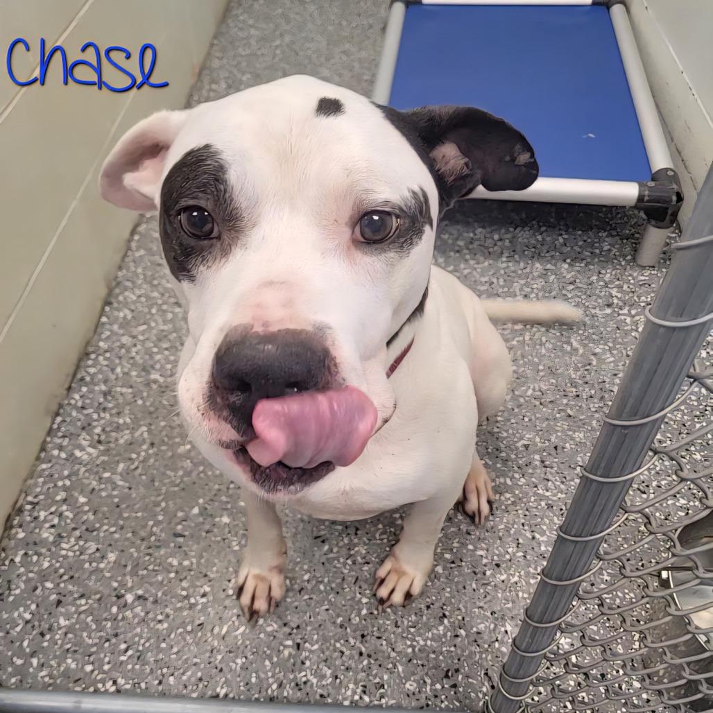 Chase 