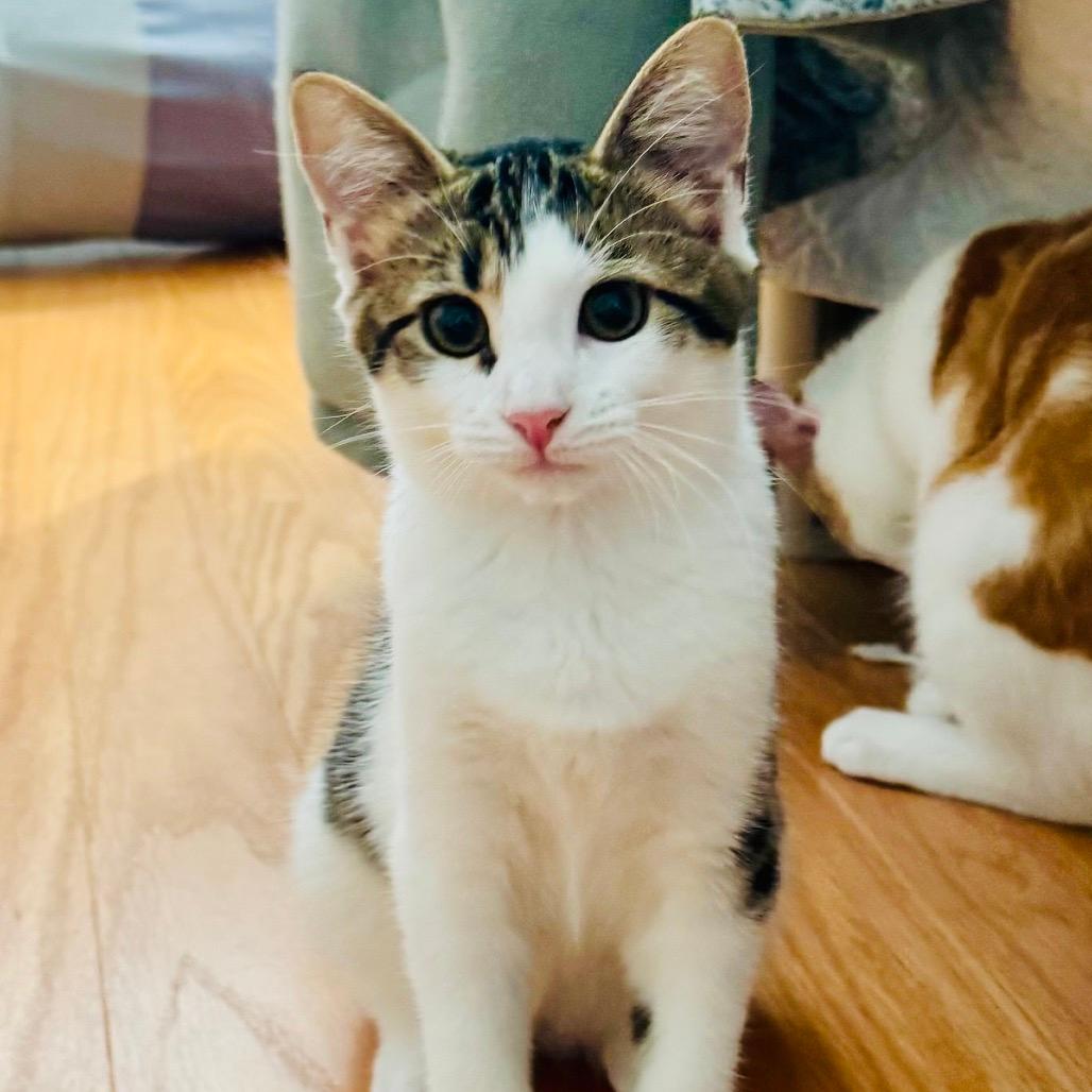 Gelato (Church Ln Kitten 2)