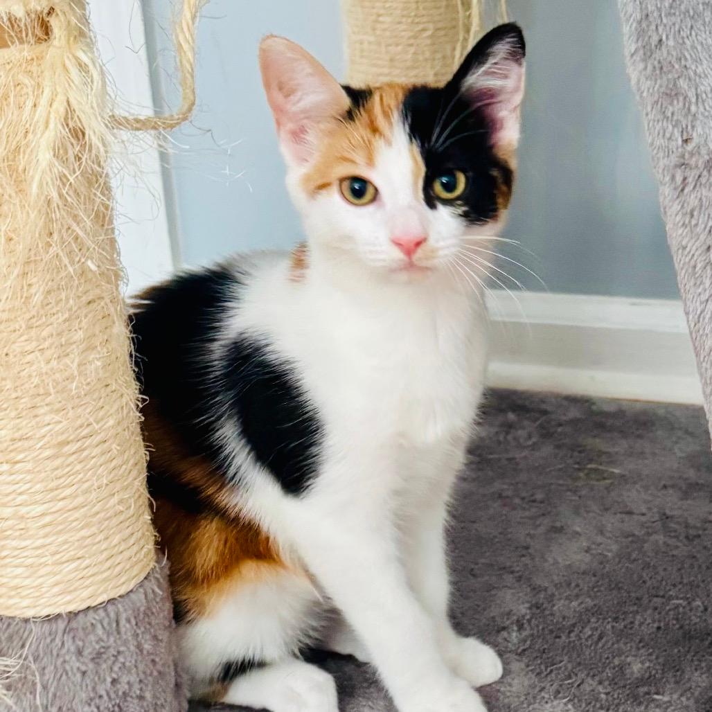 Tiramisu (Church Ln Kitten 3)
