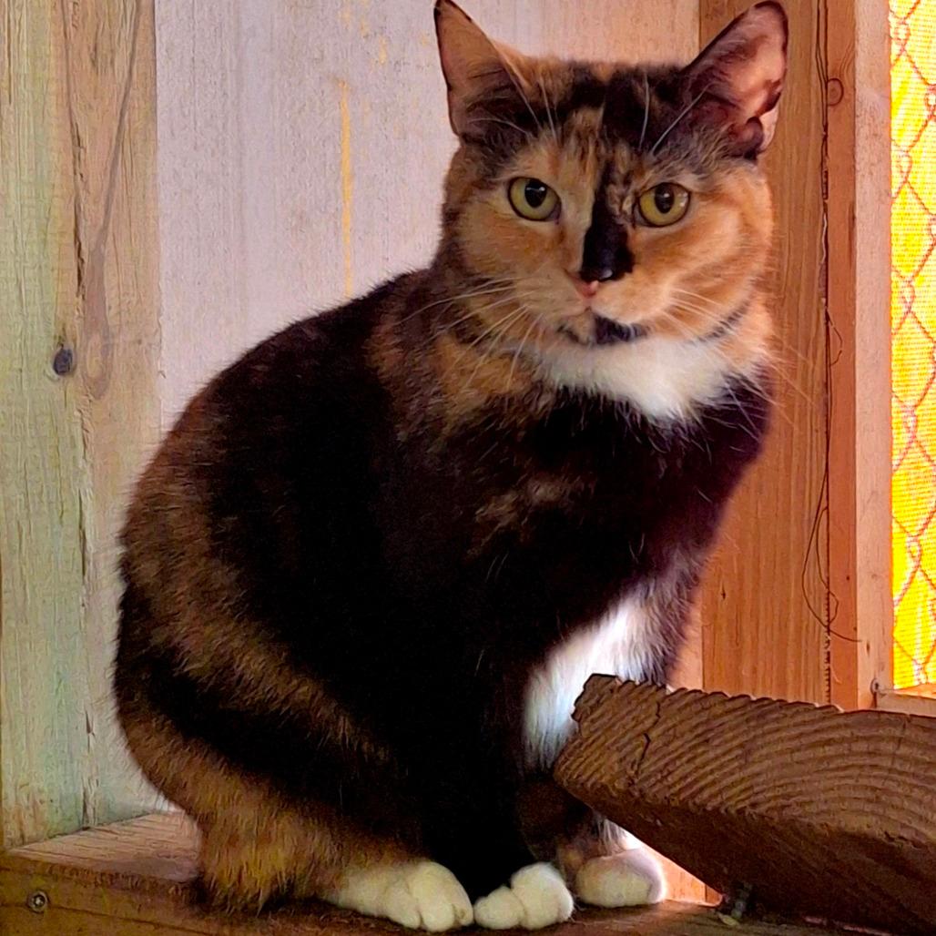 Ember