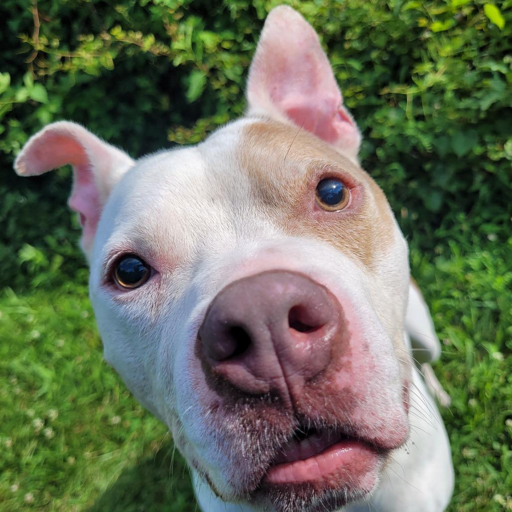Hogan