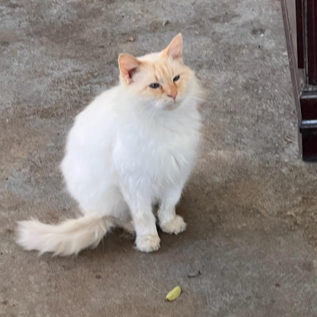 Yuki