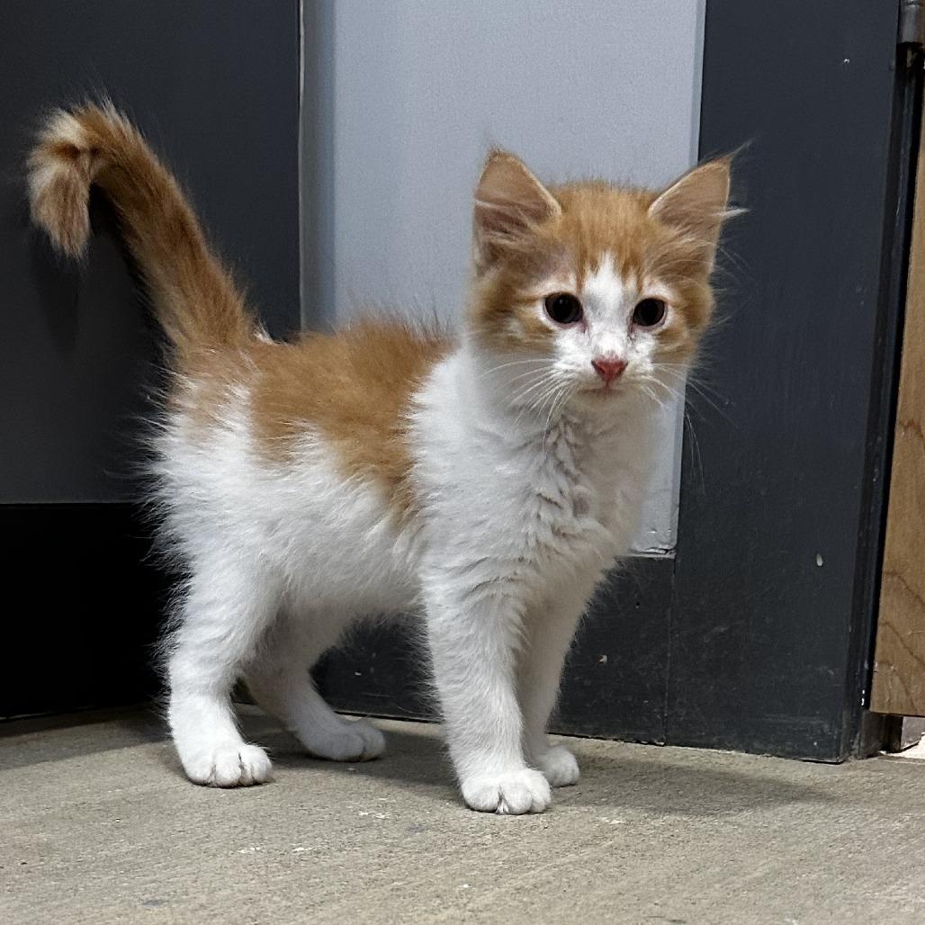 Tangerine ( Beans)