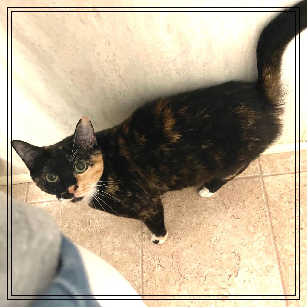 Penny (bonded with Jack)