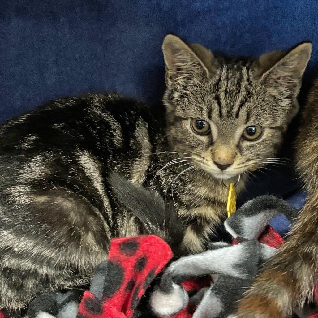 Tres Leches-Tiny Spirit Kitten