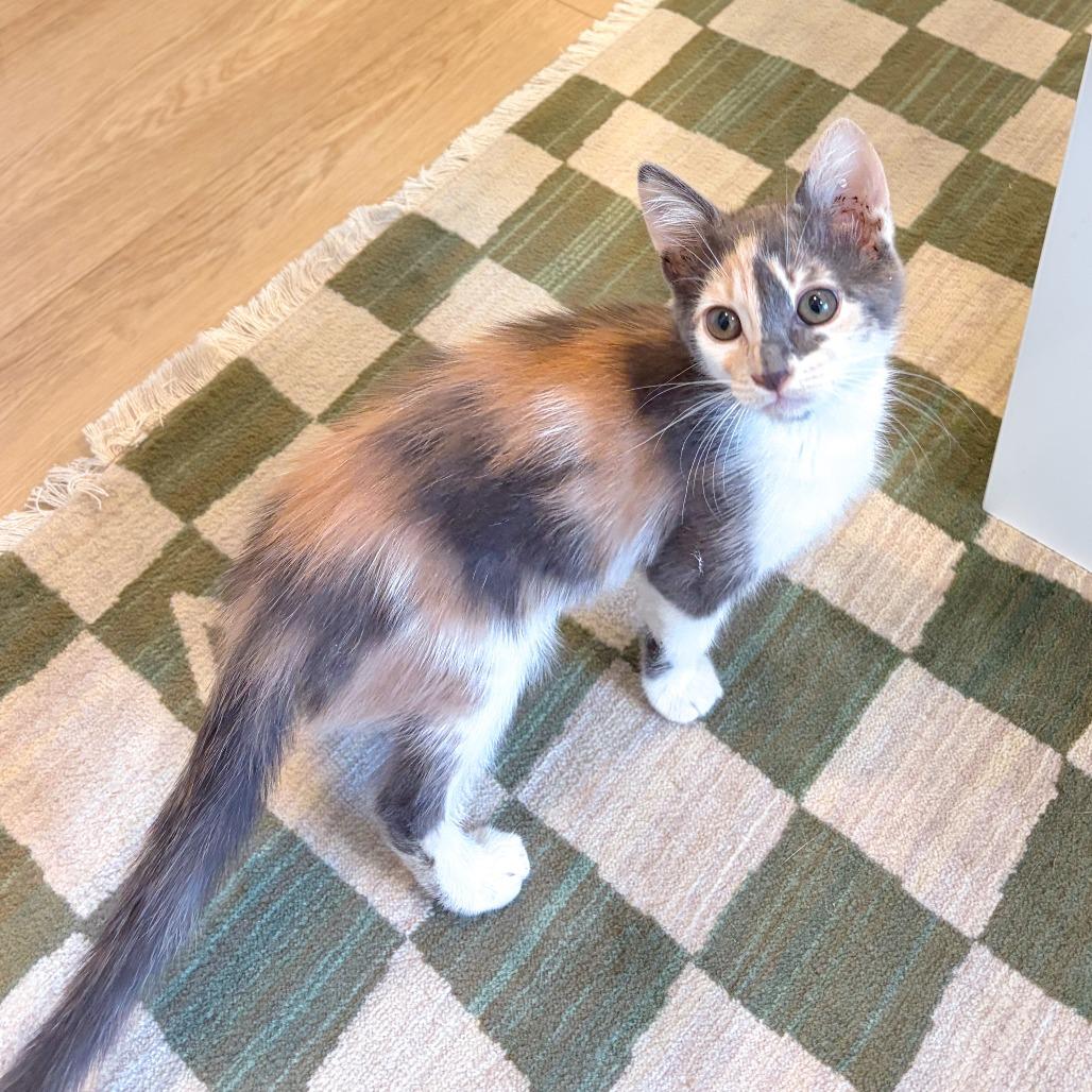 Daphne