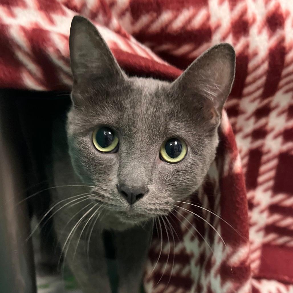 Kit