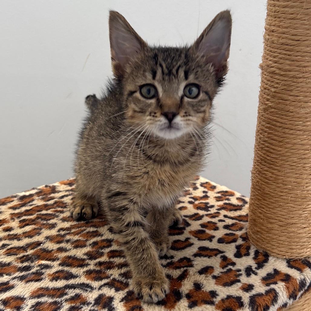 Baby Sinead - Bonded to Margarita
