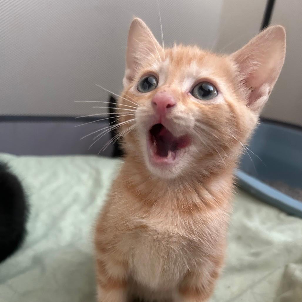 Butterscotch-Tiny Spirit Kitten